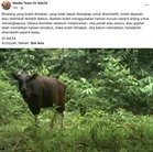 Isu MB Perlis tembak lembu korban mengamuk, Mufti tampil jelaskan hukum dalam Islam