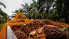 El Nino, permintaan biobahan api lonjak harga sawit? FELCRA perkukuh pengurusan ladang!