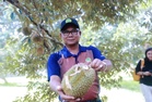 Durian MS88 makin mendapat tempat, MARDI tanam 25,000 pokok sasar pasaran eksport