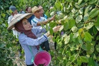 Belanjawan 2027: Noraini senarai lima fokus perkasa sektor agrikomoditi