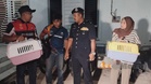 Kucing diselamatkan susulan jadi mangsa lelaki tak senonoh