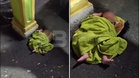 Jemaah surau terkejut jumpa bayi bertuala hijau