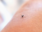 Beer, Bed-sharing and Sunscreen: Festival Study Finds Surprising Clues About Who Mosquitoes Choose