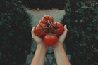 Can Eating Tomatoes Daily Help Fatty Liver? What Early Study Really Found