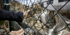 Government May Introduce Dedicated Fund For Animal Shelters Under New Proposal