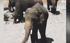 Why Kelat’s tusks were trimmed in Japan, explained