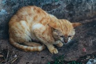 Case involving two children who abused cat classified as NFA