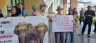 NGOs give three-day ultimatum to bring home Dara, Amoi and Kelat from Japan