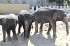 Tennoji Zoo shares photos of Dara, Amoi and Kelat, says elephants are doing well