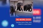 Peta urges sanctuary placement for Dara, Amoi and Kelat