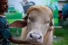 'Trump' buffalo spared sacrifice, sent to Bangladesh zoo