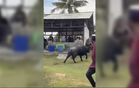 Man gored to death by buffalo during qurban ritual in Ulu Tiram