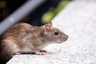 Hantavirus not new pandemic threat but risks should not be ignored - Specialist