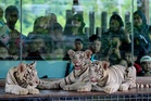 Three white Bengal tiger cubs debut at Kemaman Zoo