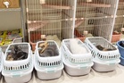 Twenty-five cats escape Japan mall damaged by quake
