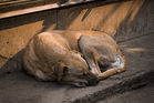 MBDK hands over dog death incident probe to police