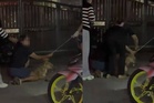 Police probe death of dog Rocky during Port Klang stray capture operation