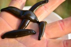 Buffalo leech protein offers potent anticoagulant potential for medical sector, UMK research reveals