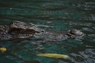 Elderly woman dies after crocodile attack in Miri
