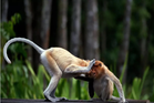 'People could get hurt': Conservationists decry AI wildlife visuals