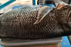 Kanai fish spotted in Penang for first time in 15 years
