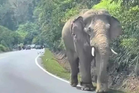 Injured elephant Sulong moved to Kenyir Lake for treatment