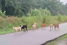 Child's stray dog attack still haunts aunt