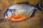 No sign of piranha population in Klau Dam yet – DOF