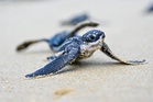 Third leatherback turtle landing in Terengganu this month renews conservation hopes