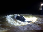 Three leatherback turtles lay 195 eggs along Terengganu coast