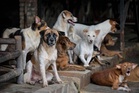 Rabies: What to know about the deadly disease and what to do after an animal bite