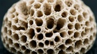Osteoporosis is a family story