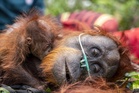 Walking through flames: orangutans rescued in Indonesia fires