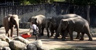 Tiga Gajah Dipindahkan Ke Zoo Di Jepun Kekal Hak Milik ZTNS, Tiada Urusan Pindah Milik - Exco