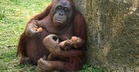 Anak Orang Utan Borneo Spesies Terancam Lahir Di Zoo Madrid