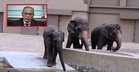 MB Pahang Gesa Zoo Taiping Bawa Pulang DAK Kembali Ke Malaysia