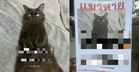 Lelaki Jumpa Semula Kucing Hilang, Tapi Ada "Plot Twist" Yang Buat Ramai Ketawa