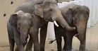 Pihak Zoo Kongsi Keadaan Terkini DAK, Tegaskan Tiga Gajah Itu Dalam Keadaan Baik