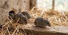 Penyakit Bawaan Tikus Yang Boleh Sebabkan Maut, Ini Cara Hantavirus Jangkiti Manusia