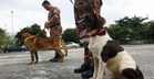 Malaysia Berhasrat Jadi Negara Pembiak Anjing Pengesan K9 Di ASEAN - Nga