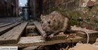 Hantavirus: Virus Bahaya Dari Tikus Yang Ramai Masih Tak Tahu