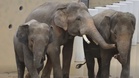 SPRM Siasat Dakwaan Ketirisan Dalam Pemindahan Gajah DAK Ke Zoo Jepun