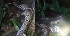 Tak Balik Lepas Pergi Kebun, Suami Terkejut Temui Isteri Dibaham Ular Sawa