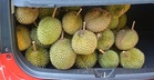 Cara Hilangkan Bau Durian Dalam Kereta