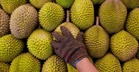 'Hantu Durian' Ambil Maklum Jika Tak Mahu Benda Ni Terjadi