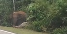 Lelaki Cedera Kereta Dipandu Terlanggar Anak Gajah