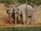 WWF Malaysia Gesa Laluan Selamat Hidupan Liar Dipercepatkan