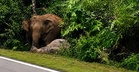 Tragedi Gerik Berulang, Ibu Gajah Enggan Berganjak Tujuh Jam Selepas Anak Mati