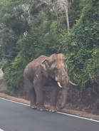 Perhilitan Perak Pantau, Giring "Sulong Chalil" Ke Kawasan Hutan