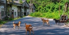 MBS Tawar Insentif Sehingga RM50 Untuk Penyerahan Anjing Terbiar